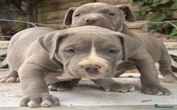 American Bully dogs for sale: Pocket bully puppies ready soon  - Image 3