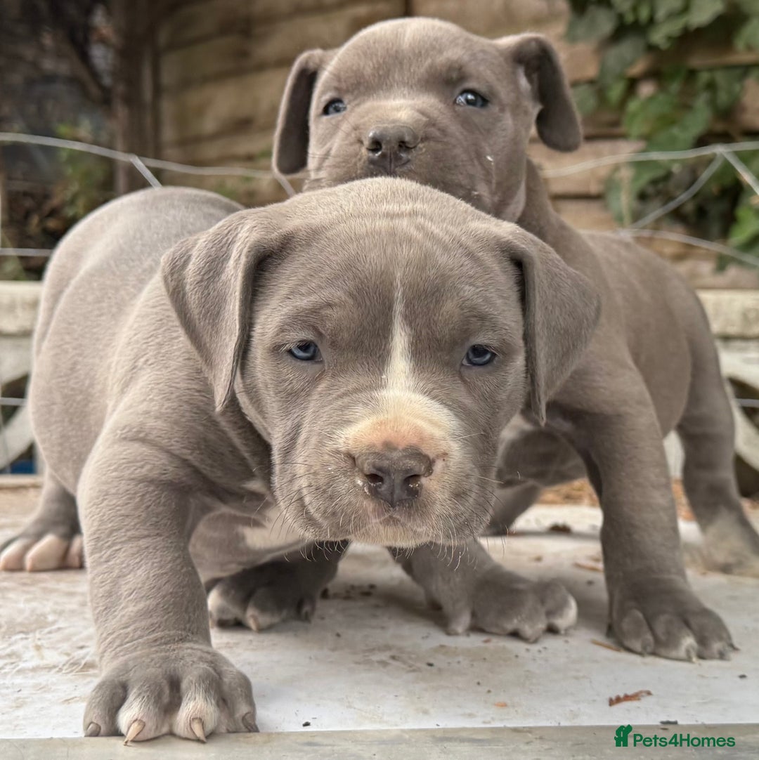 American Bully dogs for sale: Pocket bully puppies ready soon  - Image 3