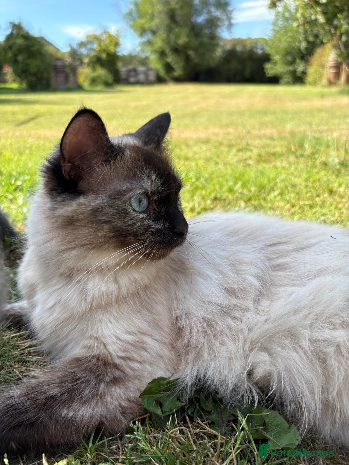 Ragdoll cats Ragdoll / exotic  - Advert 1
