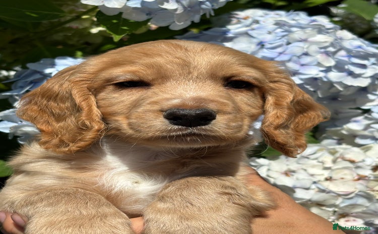 Cocker Spaniel dogs - Advert 2