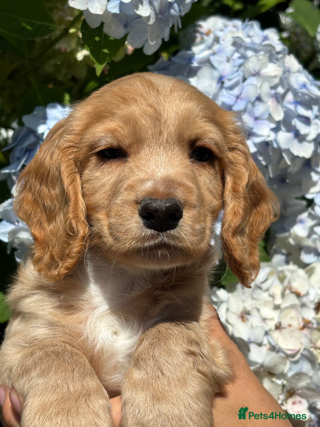 Cocker Spaniel dogs for sale: Stunning KC Reg Working Cocker Spaniels - Image 2