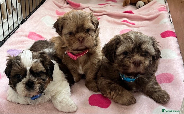 Shih Tzu dogs - Advert 7
