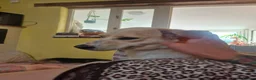 Mixed Breed dogs for adoption: Boba - Dereham Norfolk  in Dereham - Advert 10