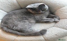 British Shorthair cats for sale: British Short Hair  - Image 6