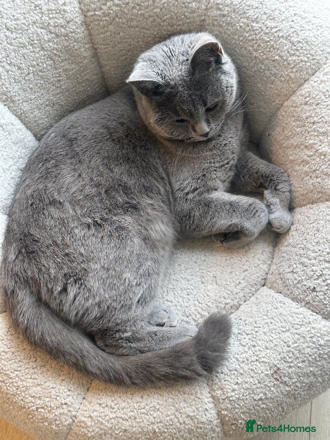 British Shorthair cats for sale: British Short Hair  - Image 6
