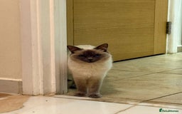 Ragdoll cats for sale: Beautiful 1.5 Year Ragdoll Female Cat - Advert 4