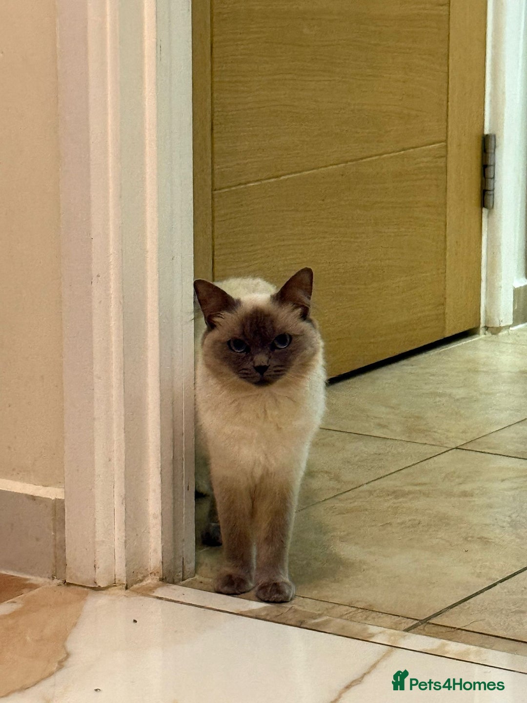 Ragdoll cats for sale: Beautiful 1.5 Year Ragdoll Female Cat - Advert 4