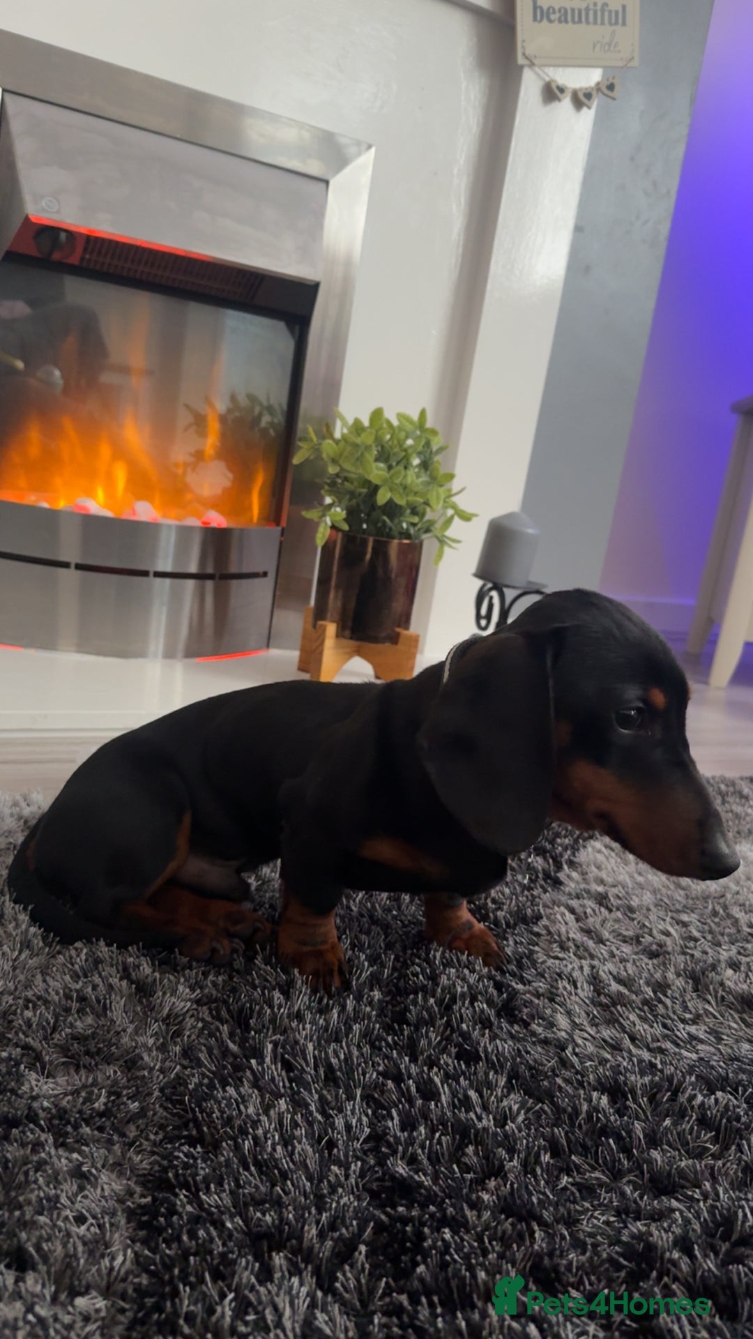 Dachshund dogs for sale: Dachshund  - Image 3
