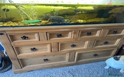 Turtle reptiles for sale: 2 male turtles and set up  - Image 5