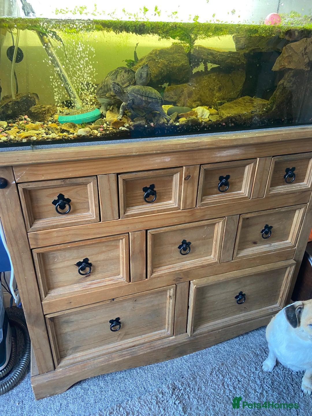 Turtle reptiles for sale: 2 male turtles and set up  - Image 5