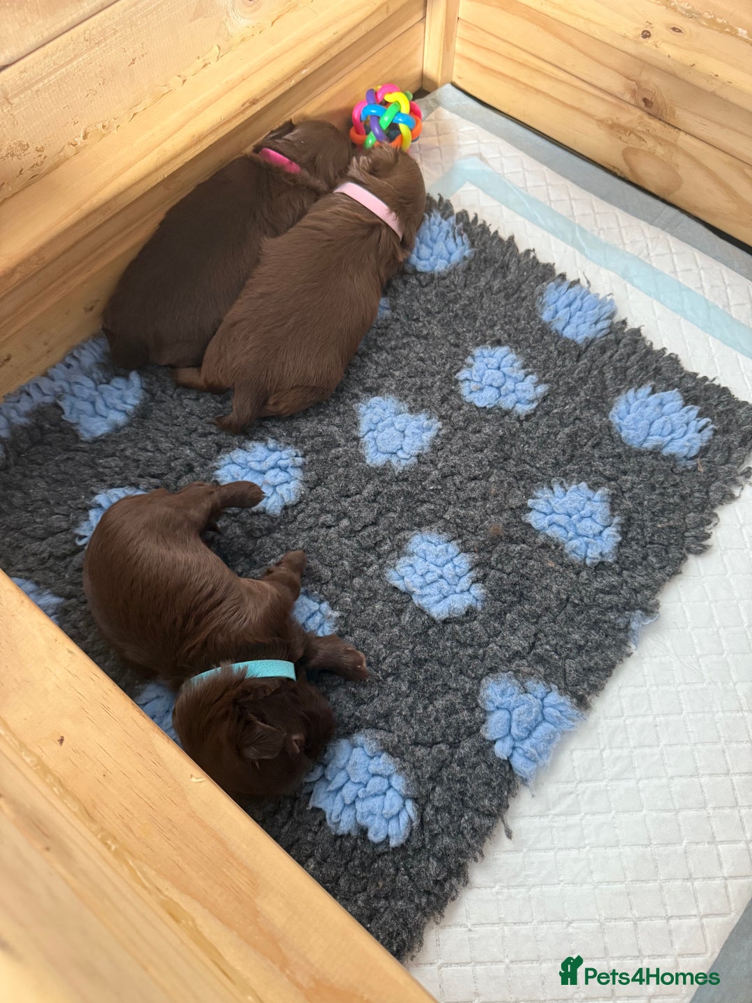 Shih Tzu dogs for sale: Stunning chocolate imperial Shih tzu - Advert 9