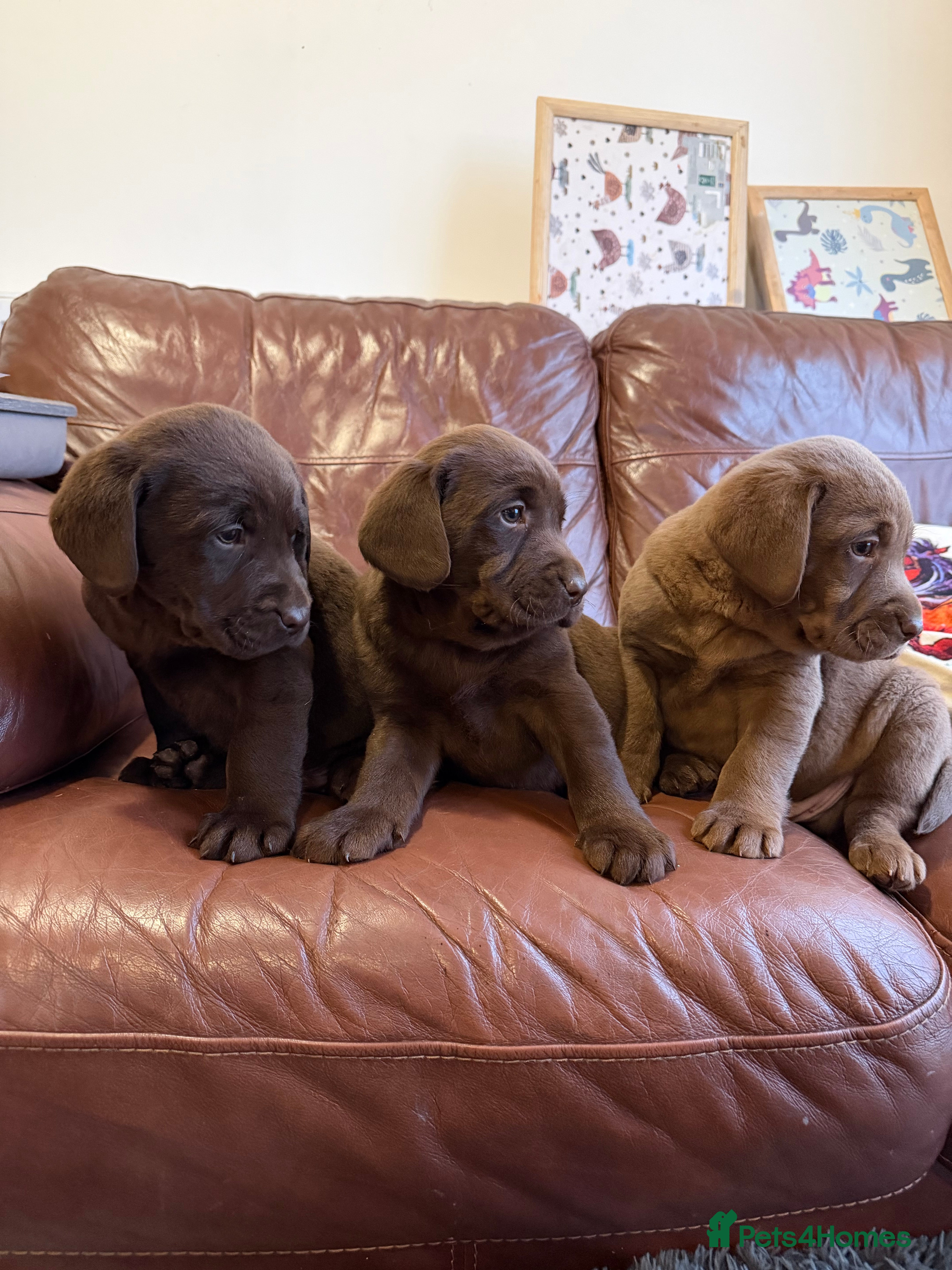Labrador Retriever dogs Chocolate Labrador Puppies - Advert 6