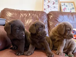 Labrador Retriever dogs Chocolate Labrador Puppies - Advert 6