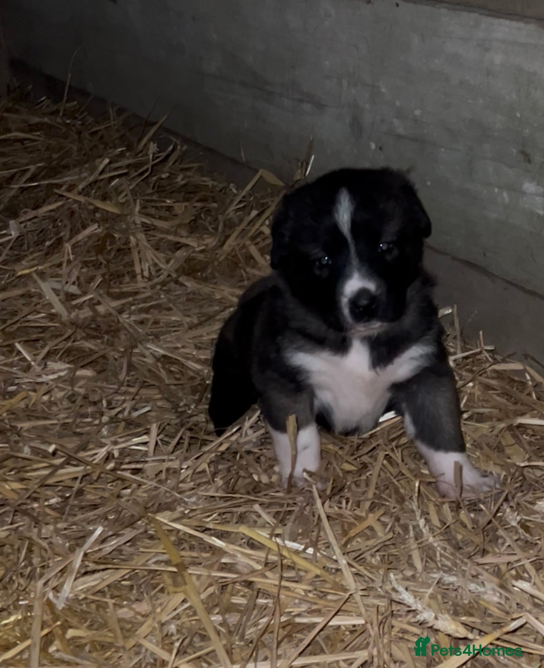 Mixed Breed dogs for sale: Turkish kangal x Caucasian pups  - Advert 10