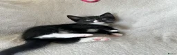 Mixed Breed cats for sale: Male Kittens  - Advert 5