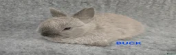 Netherland Dwarf rabbits for sale: Cute Netherland Dwarf Babies READY NOW - Advert 3