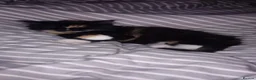 British Longhair cats for sale: 2 female kittens  in Hastings - Advert 2