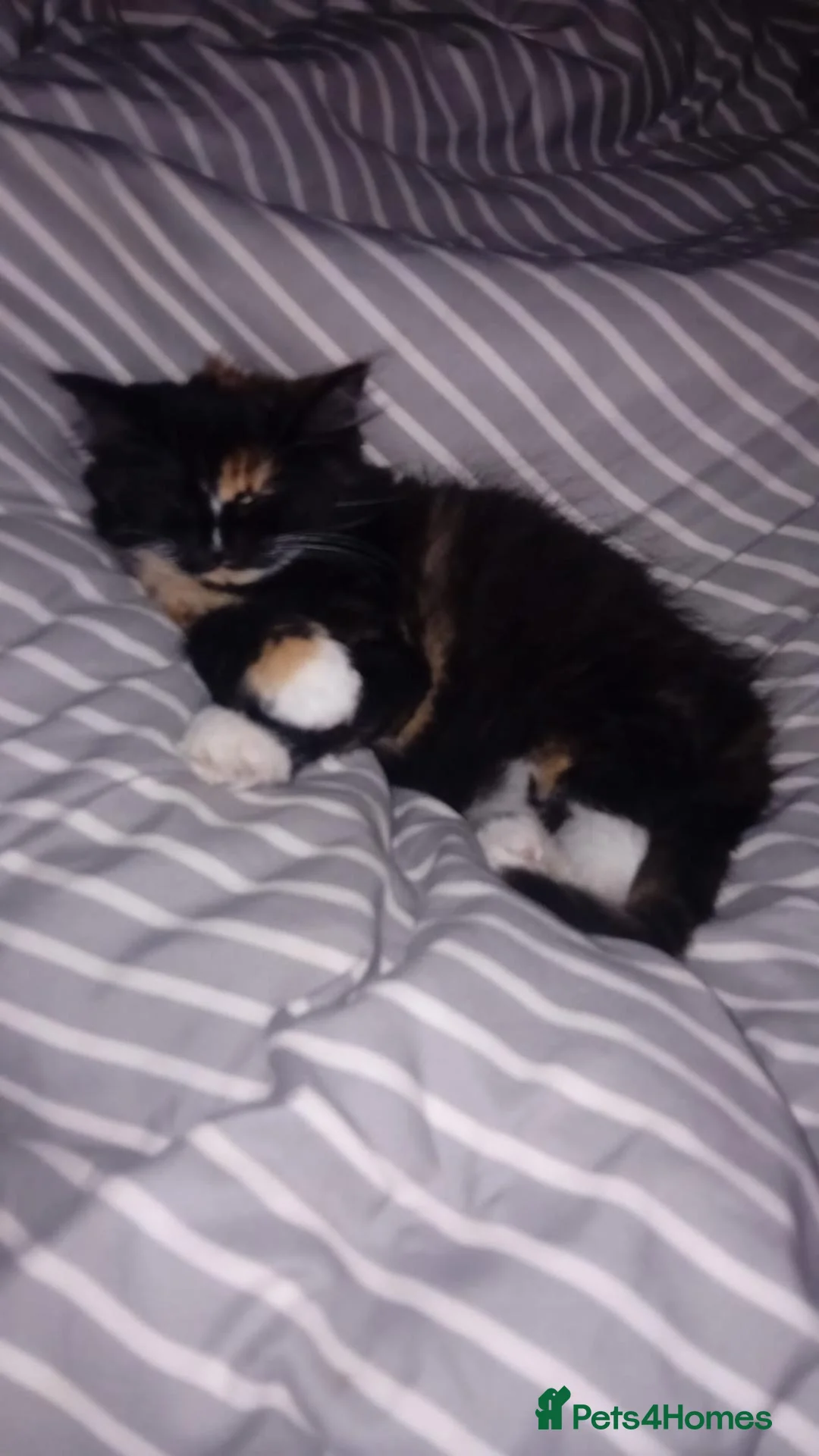 British Longhair cats for sale: 2 female kittens  in Hastings - Advert 2