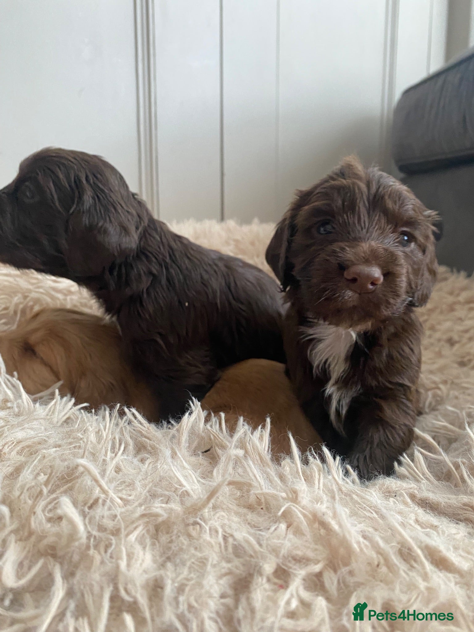 Cocker Spaniel dogs Working Cocker Spaniel Puppies for sale - Advert 1