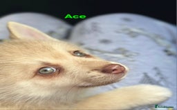 Pomsky dogs for sale: Ready now -Stunning F4 Pomskies, 6kg as adults  - Image 25