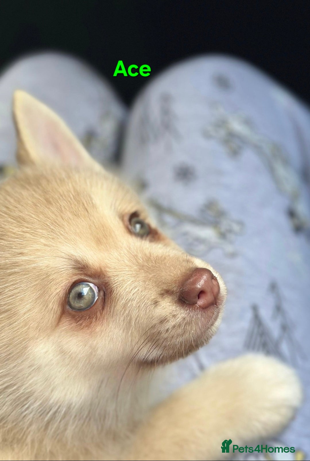 Pomsky dogs for sale: Ready now -Stunning F4 Pomskies, 6kg as adults  - Image 25