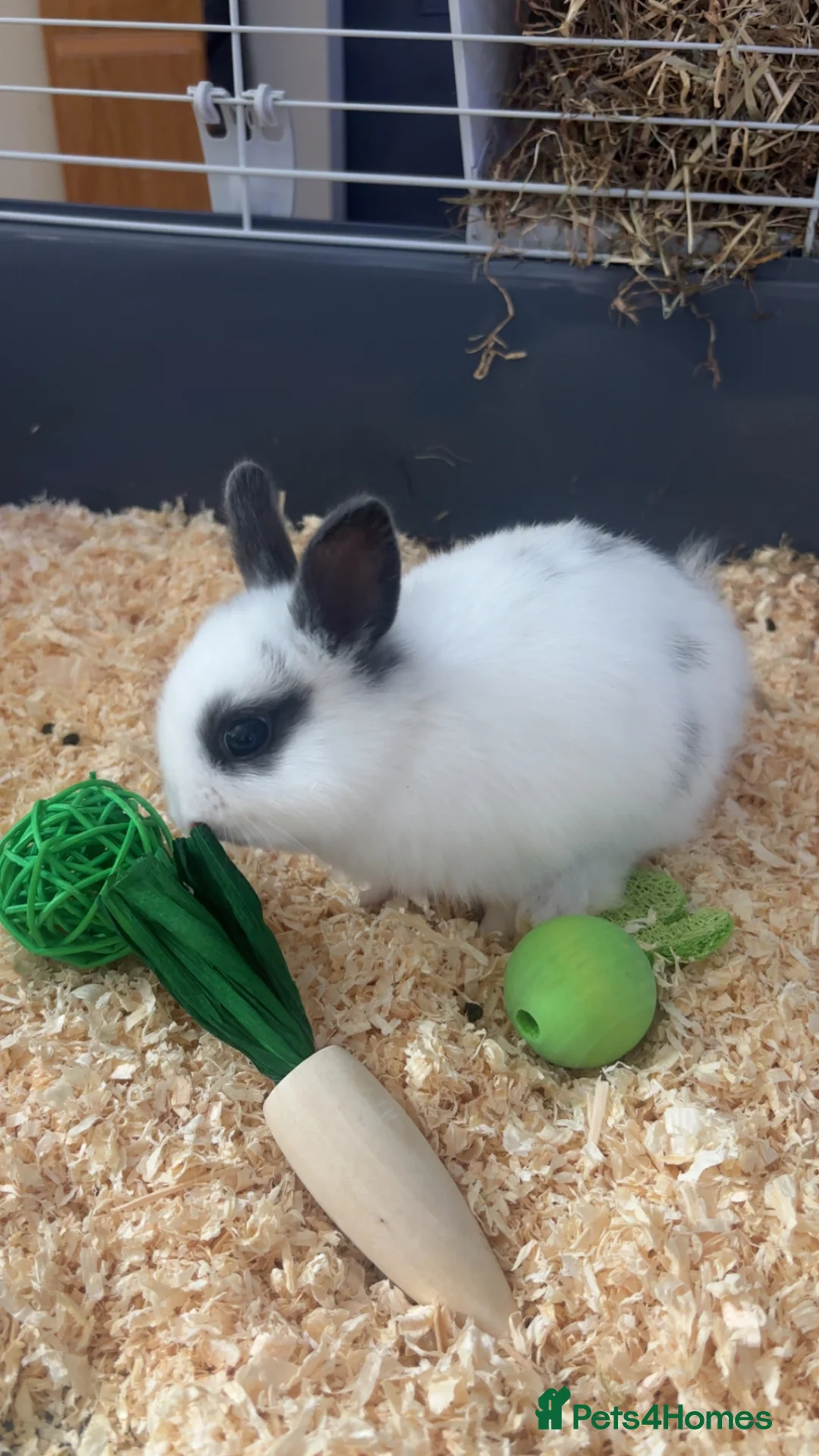 Netherland Dwarf rabbits for sale: Havana x Netherland Dwarf in Willenhall - Advert 2