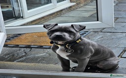 Staffordshire Bull Terrier dogs for sale: Royal blue full pedigree staff - Image 2