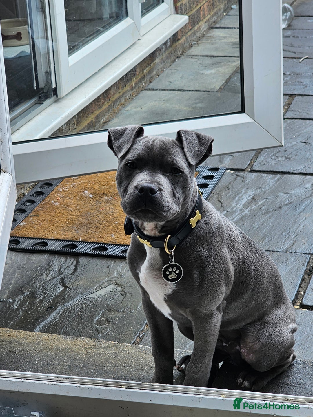 Staffordshire Bull Terrier dogs for sale: Royal blue full pedigree staff - Image 2