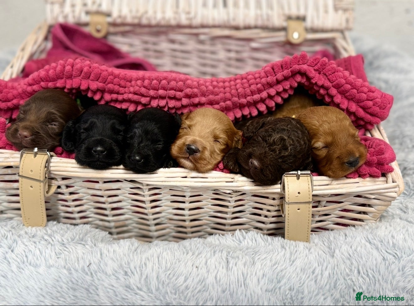 Cockapoo dogs Stunning F2 Cockapoo Puppies   - Advert 2