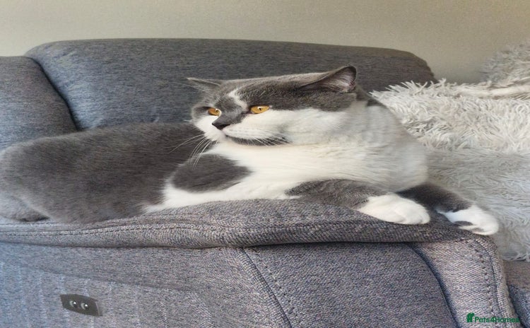 British Shorthair cats - Advert 16
