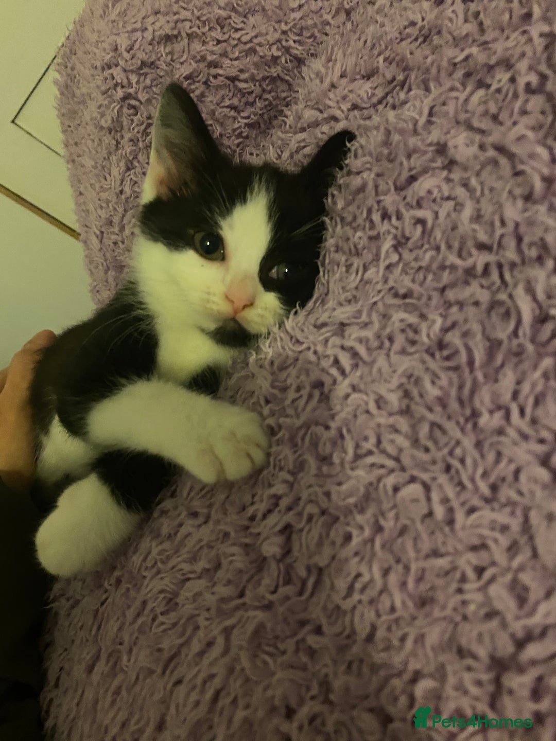 Mixed Breed cats for sale: 1/2 British shorthair/mixed kittens - Advert 3