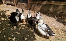 Ducks poultry for sale: Ducks - Image 2