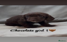 Cocker Spaniel dogs for sale: Cocker spaniel puppies for sale - Image 13