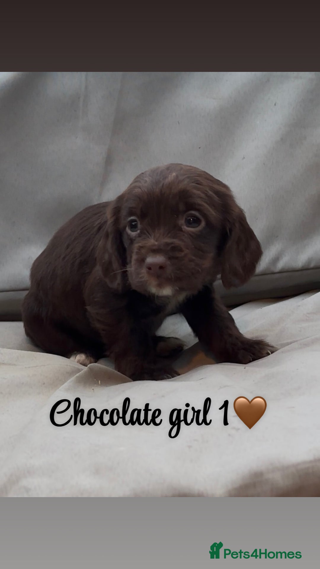Cocker Spaniel dogs for sale: Cocker spaniel puppies for sale - Image 13