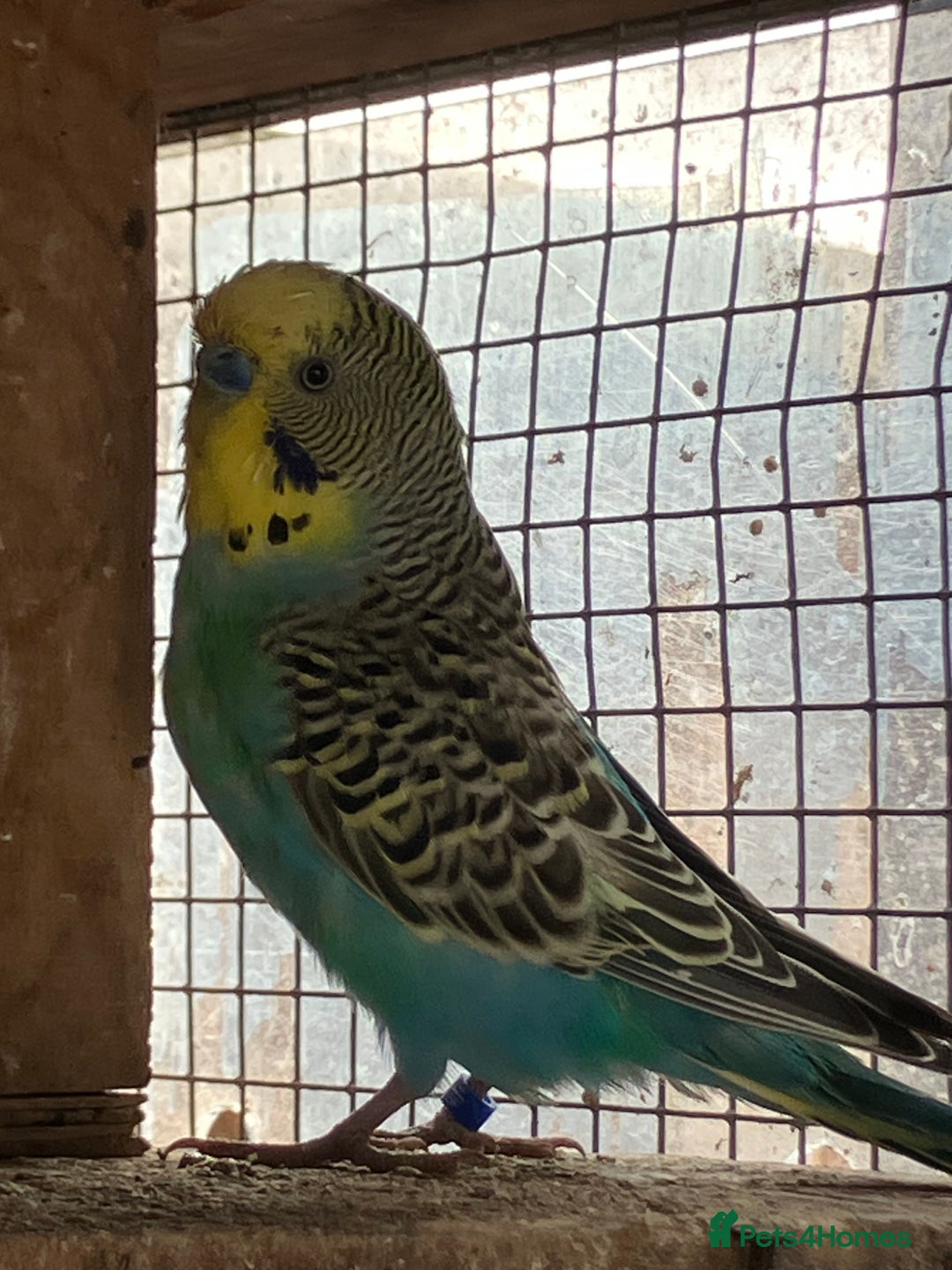 Budgerigars birds for sale: Aviary bred budgies for sale . - Advert 15