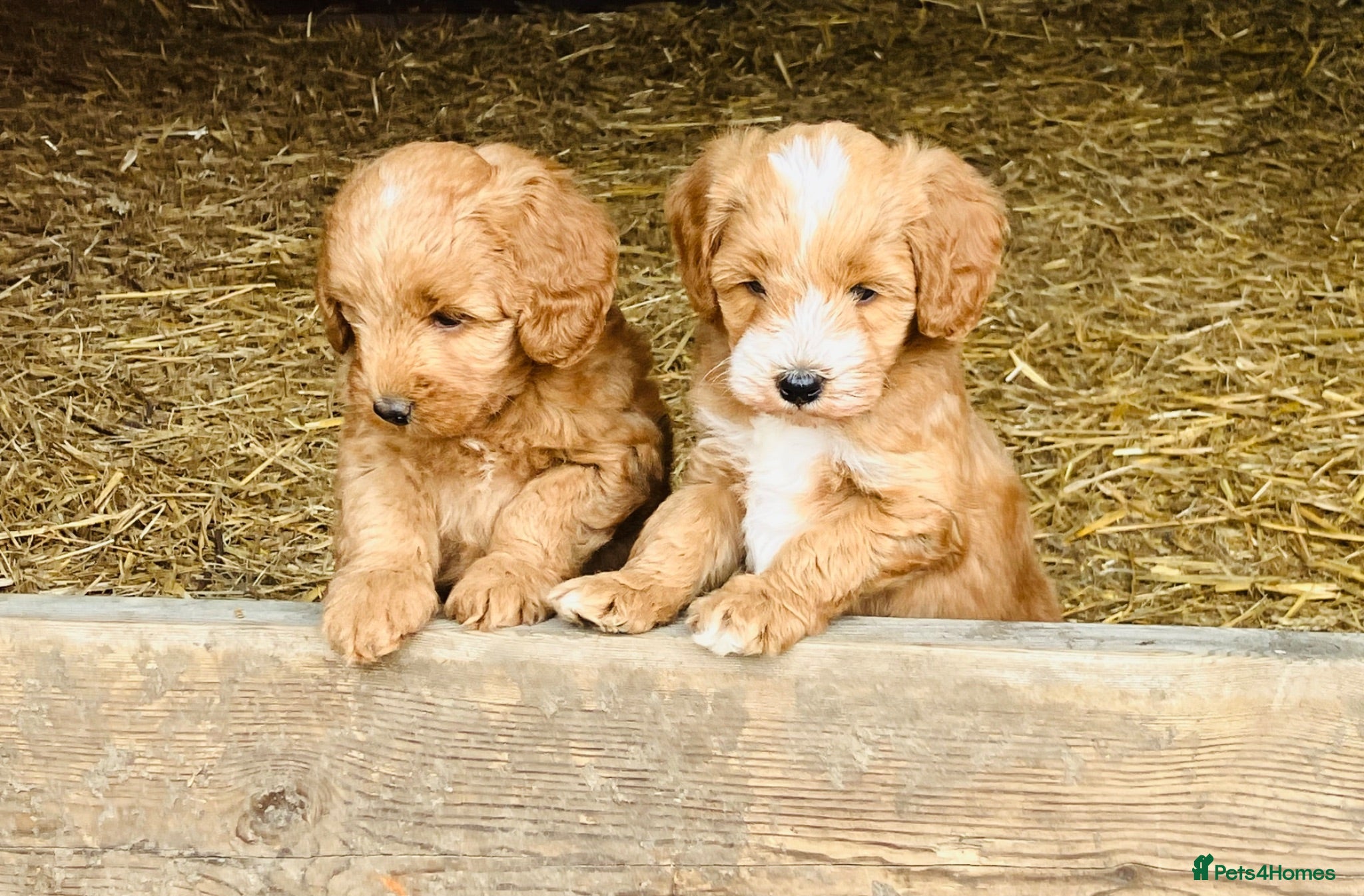 Sproodle dogs Beautiful Red & Apricot Sproodles - Advert 1