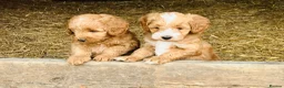 Sproodle dogs for sale: Beautiful Red & Apricot Sproodles - Advert 1