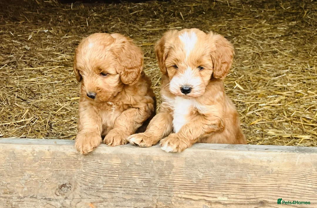 Sproodle dogs for sale: Beautiful Red & Apricot Sproodles - Advert 1