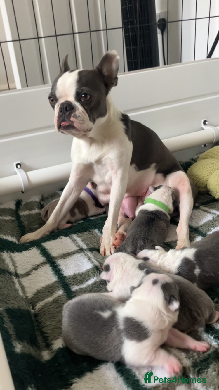 Boston Terrier dogs 6 weeks old Boston terrier pups - Advert 5