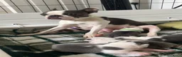 Boston Terrier dogs for sale: 6 weeks old Boston terrier pups in Barnsley - Advert 1