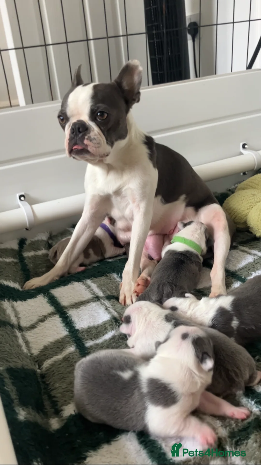 Boston Terrier dogs for sale: 6 weeks old Boston terrier pups in Barnsley - Advert 1