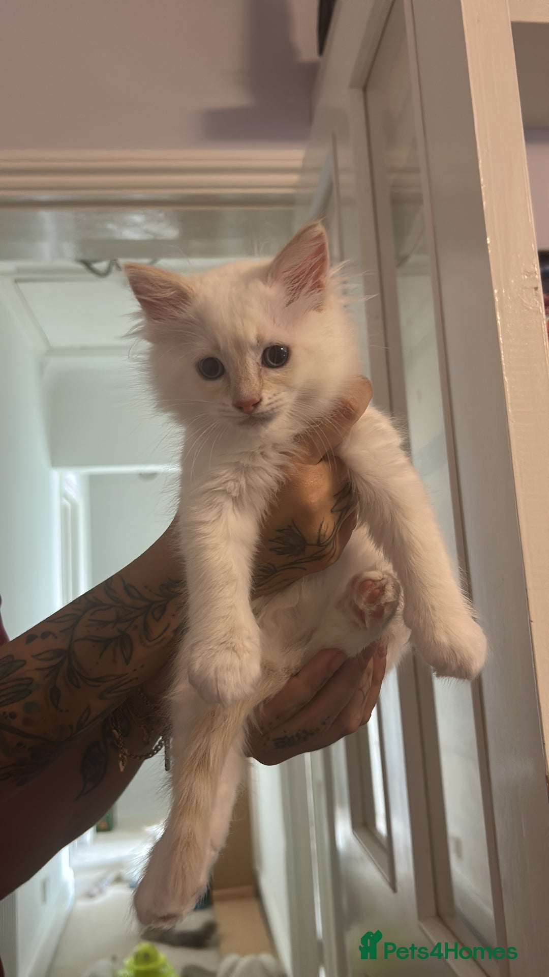 Ragdoll cats for sale: 3 beautiful GCCF Ragdoll Kittens  - Image 7