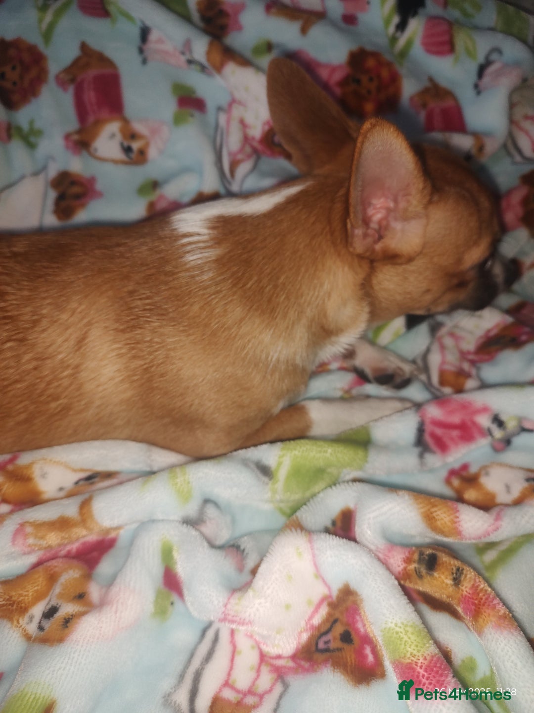 Chihuahua dogs for sale: Adorable Loving hand reared ready now Chihuahuas - Advert 26