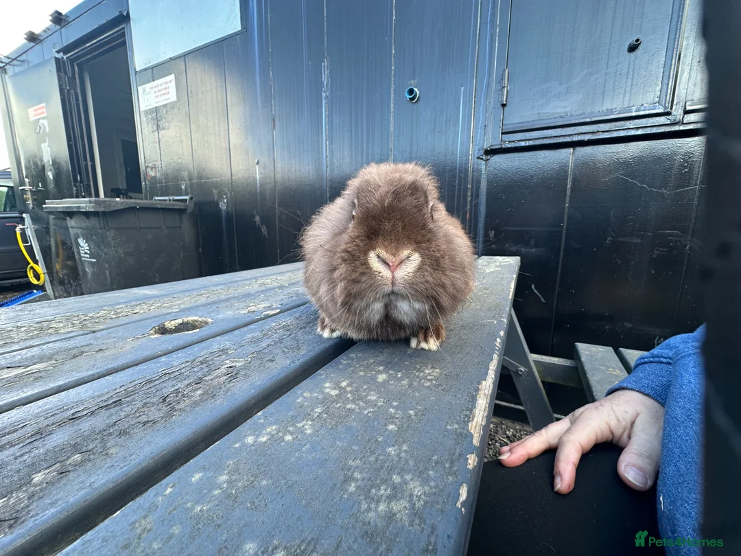 Mixed Breed rabbits for sale: Thumper - Advert 6