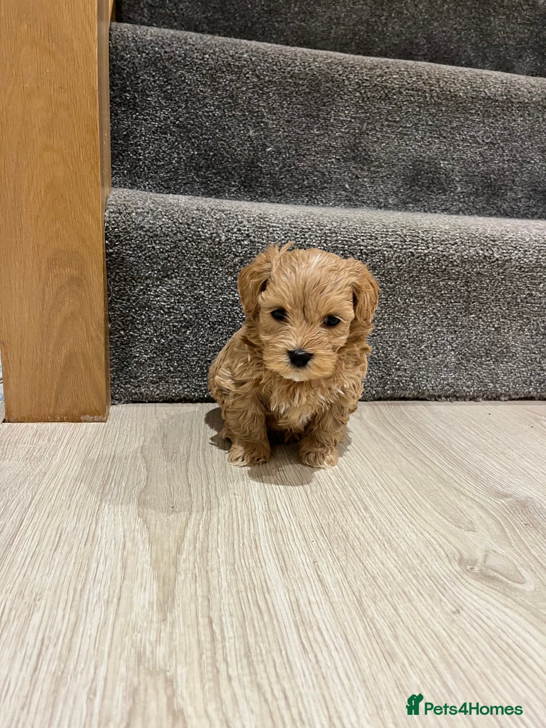 Maltipoo dogs for sale: Gorgeous Maltipoo Pups looking for their new home  - Advert 10