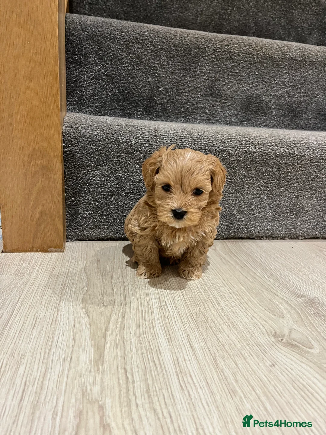 Maltipoo dogs for sale: Gorgeous Maltipoo Pups looking for their new home  - Advert 10