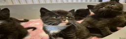 Mixed Breed cats for sale: British short hair cross kittens  - Advert 8