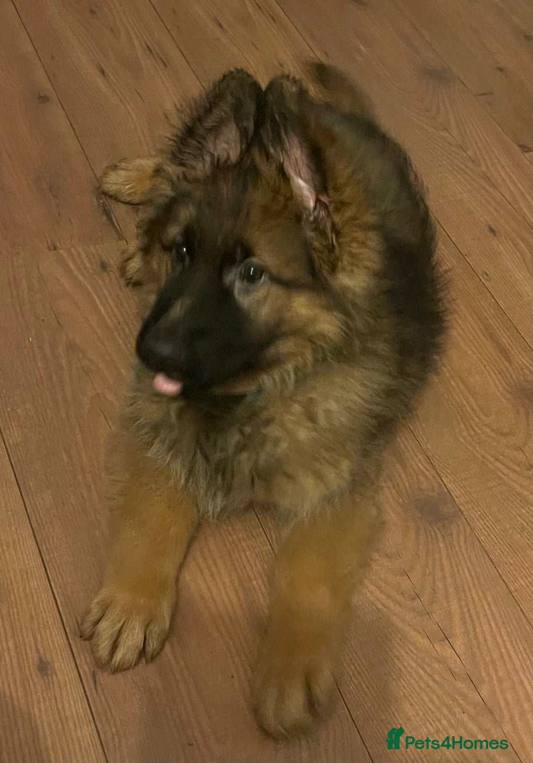 German Shepherd dogs for sale: German Shepherd MALE - Huge  - Advert 16