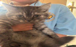 Scottish Fold cats for sale: Scottish straight  - Image 1