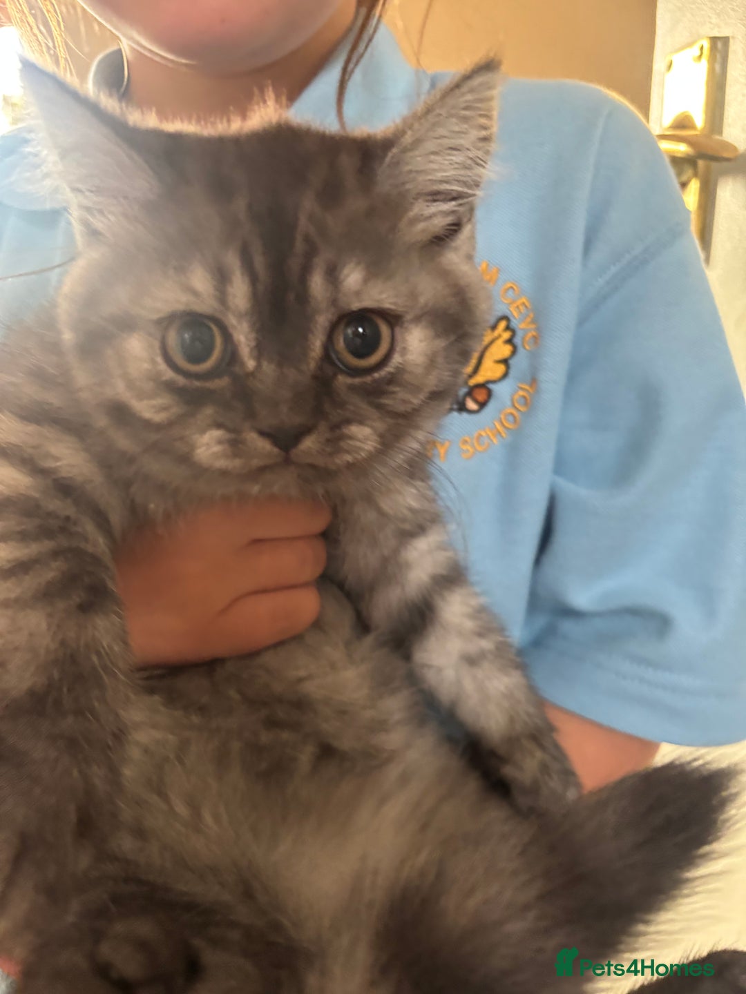 Scottish Fold cats for sale: Scottish straight  - Image 1